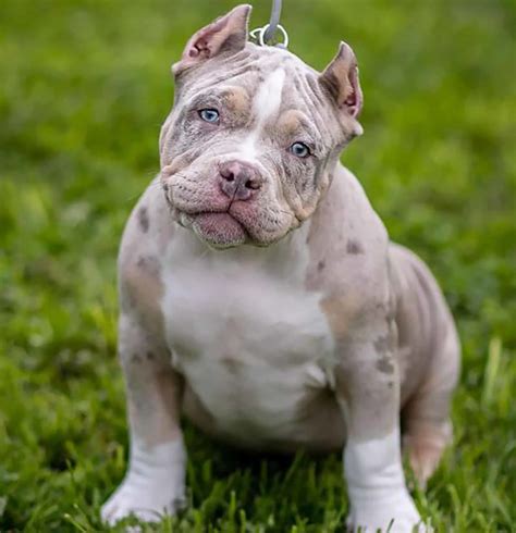 blue tri merle pocket bully|merle american bully female.